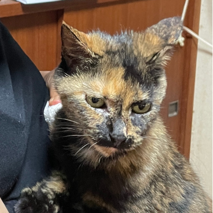 Original photo of Hana